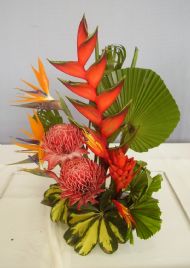 novice class 'tropical temptations'